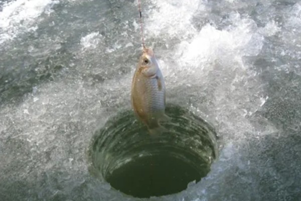 如何冰钓鲫鱼，水草区、小水面、向阳处是最佳钓点