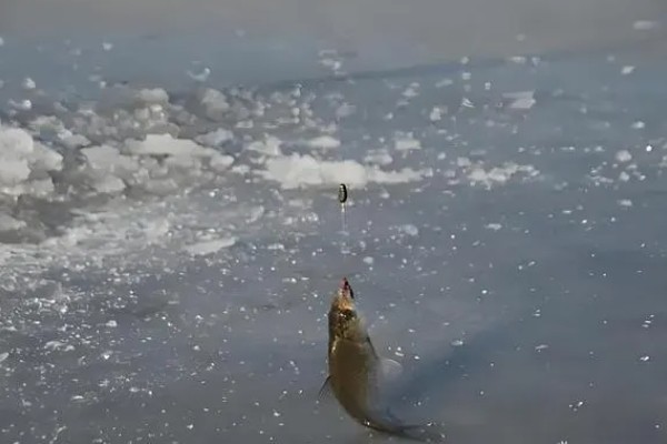如何冰钓鲫鱼，水草区、小水面、向阳处是最佳钓点