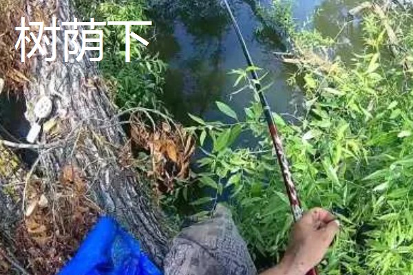 如何冰钓鲫鱼，水草区、小水面、向阳处是最佳钓点