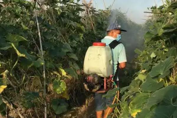 南瓜叶片发黄如何解决,土壤干燥时要浇水
