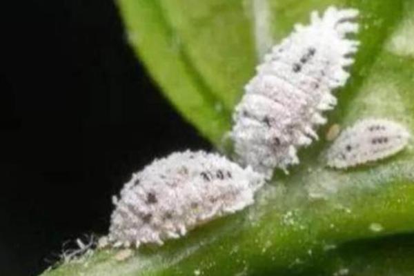 鸿运当头的虫害与防治方法，常见的有介壳虫、红蜘蛛等