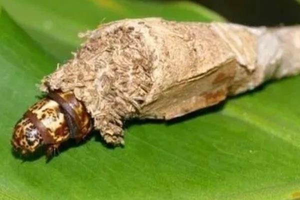鸿运当头的虫害与防治方法，常见的有介壳虫、红蜘蛛等