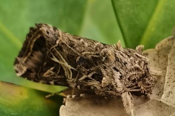 鸿运当头的虫害与防治方法，常见的有介壳虫、红蜘蛛等