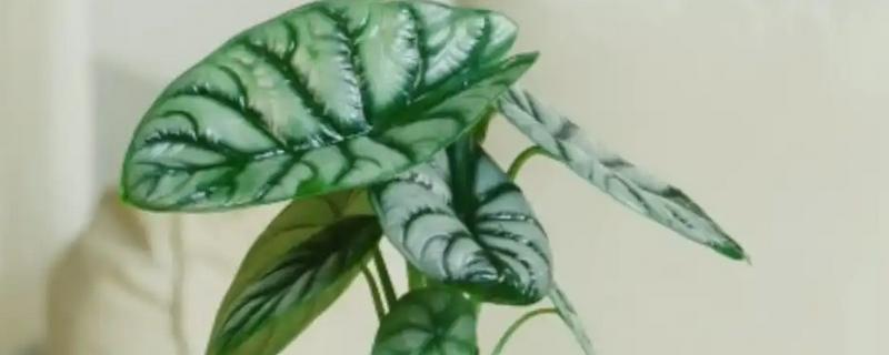 海芋怎么养殖，平时每隔1-2天浇一次水