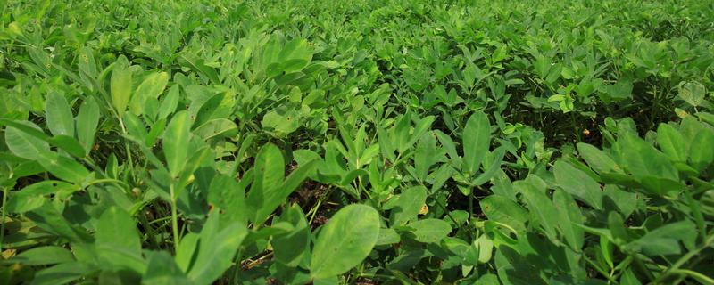 花生怎么种植，5-6月份要间苗补苗