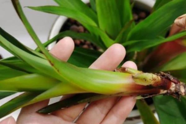 鸿运当头的虫害与防治方法，常见的有介壳虫、红蜘蛛等