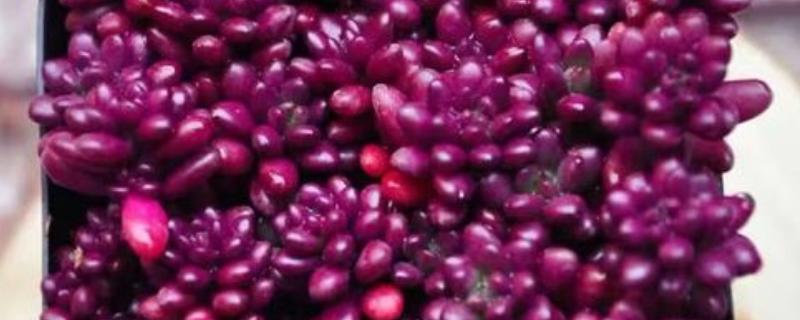 夏天好养的多肉品种，有艳日辉、紫米粒等