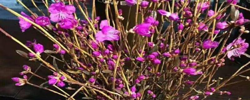 干枝杜鹃开完花后如何处理，无法继续开花可以选择丢弃
