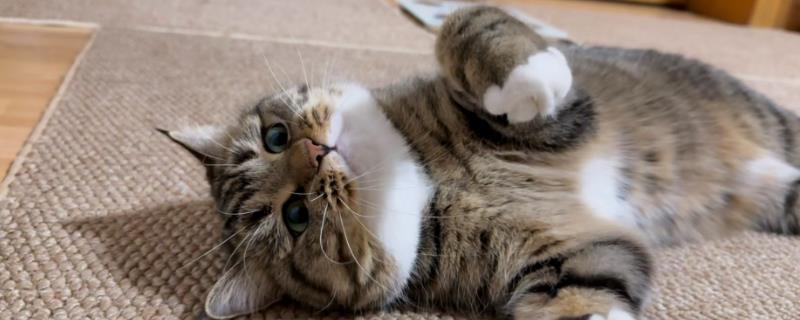 猫咪为什么有泪痕，可能是猫粮含盐量过多等因素所致