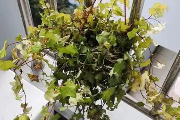 常春藤干枯了还会不会活，及时找出原因并并解决即可恢复正常