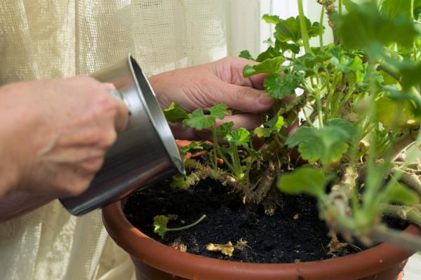 常春藤干枯了还会不会活，及时找出原因并并解决即可恢复正常
