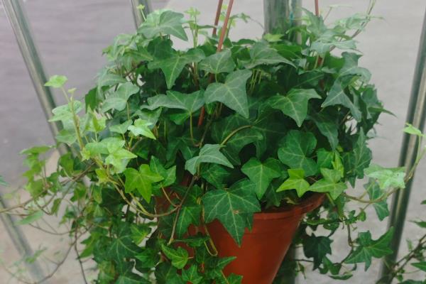 常春藤干枯了还会不会活，及时找出原因并并解决即可恢复正常