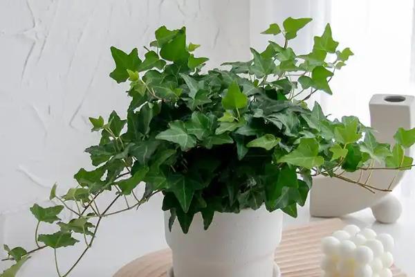 常春藤干枯了还会不会活，及时找出原因并并解决即可恢复正常