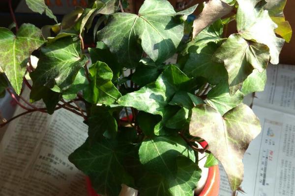 常春藤干枯了还会不会活，及时找出原因并并解决即可恢复正常