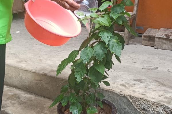 常春藤干枯了还会不会活，及时找出原因并并解决即可恢复正常