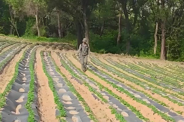 花生怎么种植，5-6月份要间苗补苗