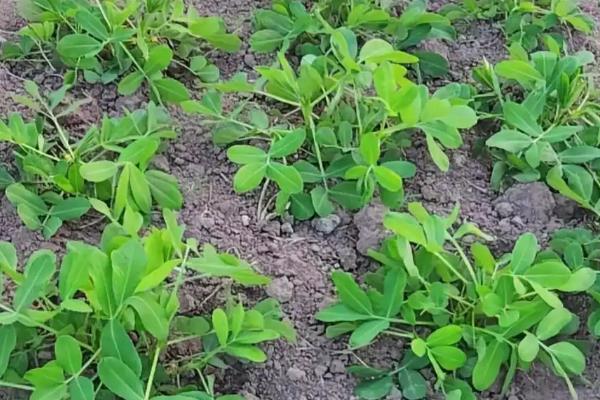 花生怎么种植，5-6月份要间苗补苗