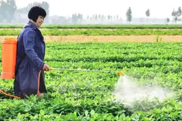 花生怎么种植，5-6月份要间苗补苗