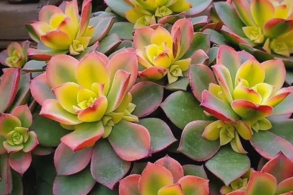 夏天好养的多肉品种，有艳日辉、紫米粒等