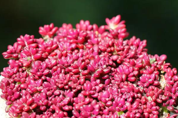 夏天好养的多肉品种，有艳日辉、紫米粒等