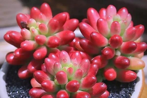 夏天好养的多肉品种，有艳日辉、紫米粒等