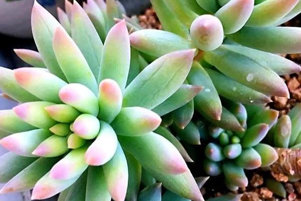 夏天好养的多肉品种，有艳日辉、紫米粒等