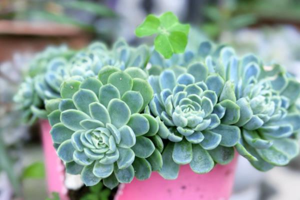 夏天好养的多肉品种，有艳日辉、紫米粒等