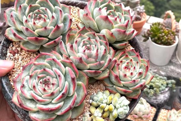 夏天好养的多肉品种，有艳日辉、紫米粒等