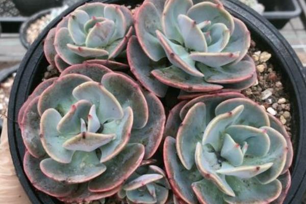 夏天好养的多肉品种，有艳日辉、紫米粒等