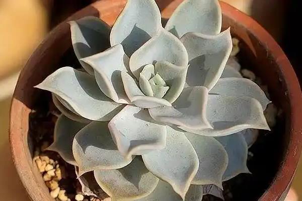 夏天好养的多肉品种，有艳日辉、紫米粒等