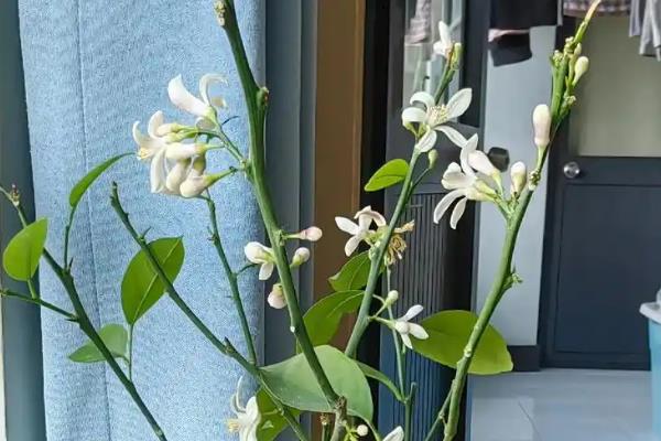 在北方怎么养殖盆栽柠檬，每隔2-3周追施一次饼肥