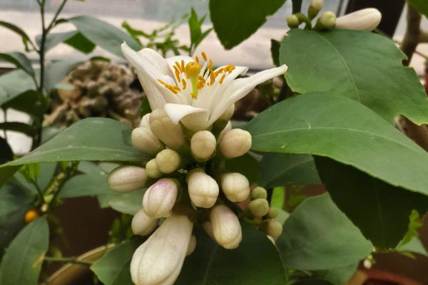 在北方怎么养殖盆栽柠檬，每隔2-3周追施一次饼肥