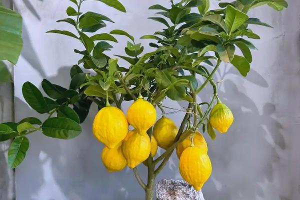 在北方怎么养殖盆栽柠檬，每隔2-3周追施一次饼肥
