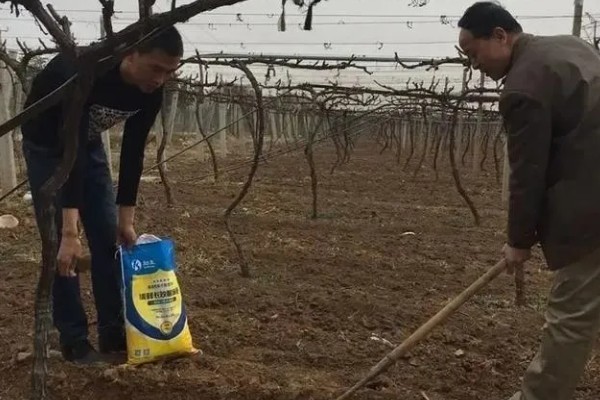 硅肥的主要作用,能改良土壤、矫正土壤酸度