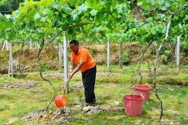 硅肥的主要作用,能改良土壤、矫正土壤酸度
