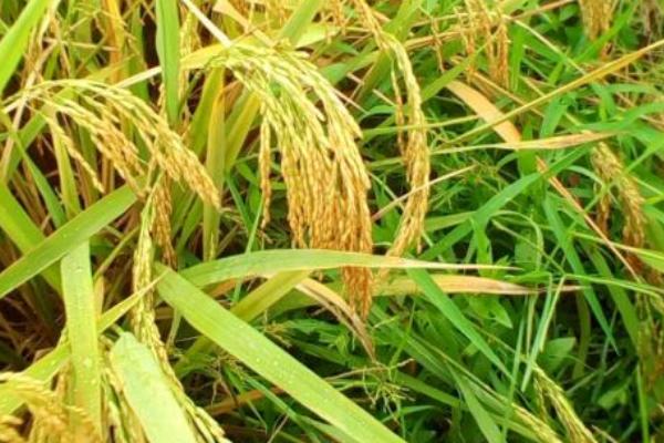 洁两优清莲丝苗水稻品种简介，6月中旬播种