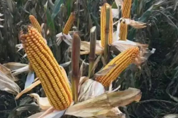 冀玉808玉米种子介绍，生育期104天左右