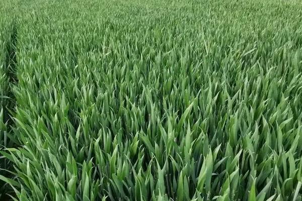 西农3号小麦品种的特性，注意防治病虫害