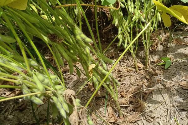 湘夏豆6号大豆品种的特性，5月下旬至6月上旬播种