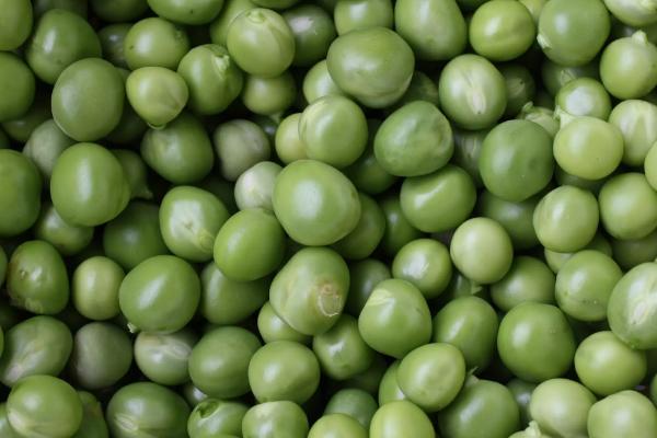 湘夏豆6号大豆品种的特性，5月下旬至6月上旬播种