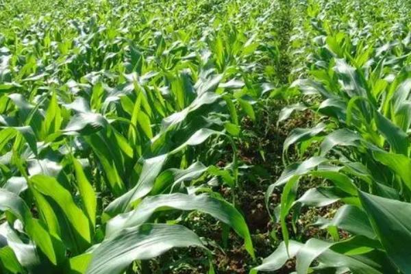 郧单29玉米品种简介，综合防治预防为主