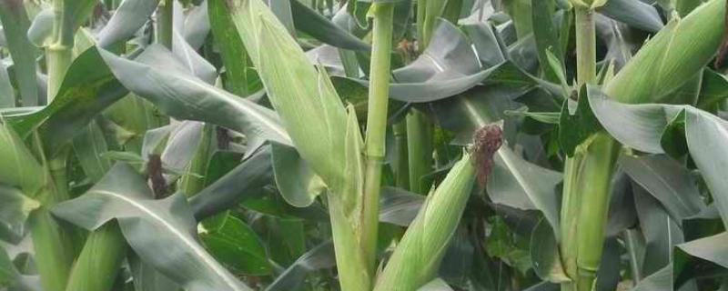 满玉301玉米品种的特性,生育期125.3天