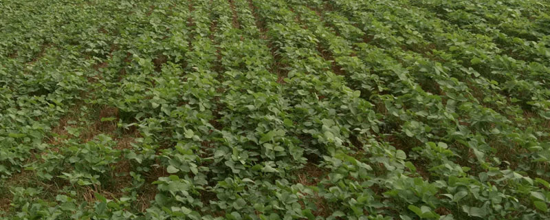 湘夏豆6号大豆品种的特性，5月下旬至6月上旬播种