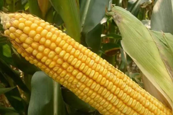 郧单29玉米品种简介，综合防治预防为主