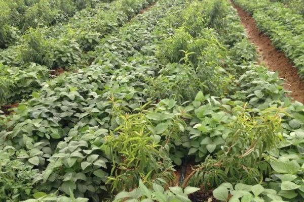 湘夏豆6号大豆品种的特性，5月下旬至6月上旬播种