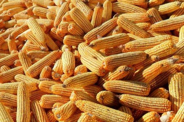 满玉301玉米品种的特性,生育期125.3天