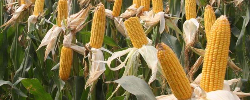A2308玉米种子介绍，高抗茎腐病