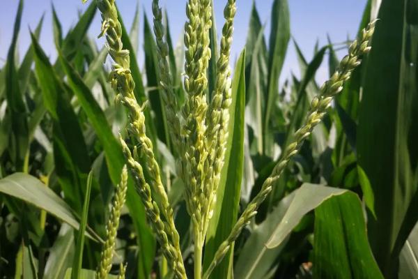 康贵999（区试名称：KN23094）玉米种子特点，注意防治常见病害