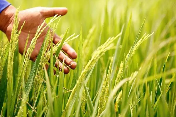 豪两优985水稻种子简介，全生育期134.6天