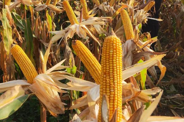 康贵999（区试名称：KN23094）玉米种子特点，注意防治常见病害